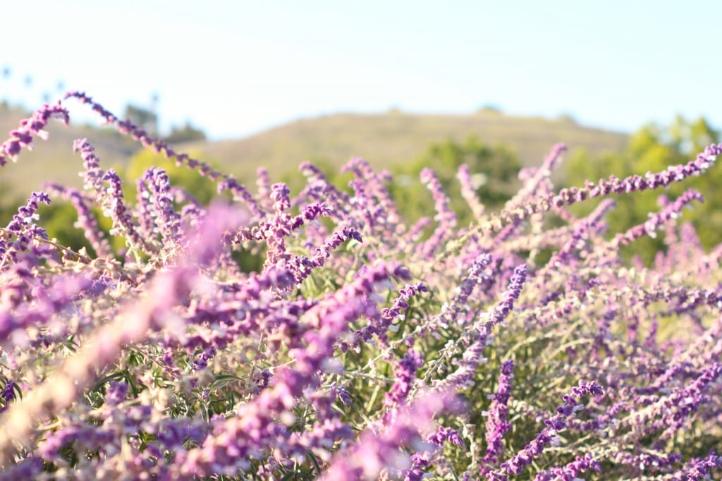lavender bush
