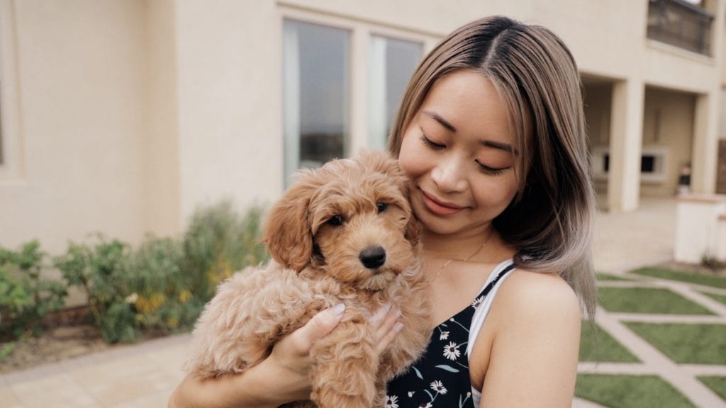 togi mini goldendoodle puppy